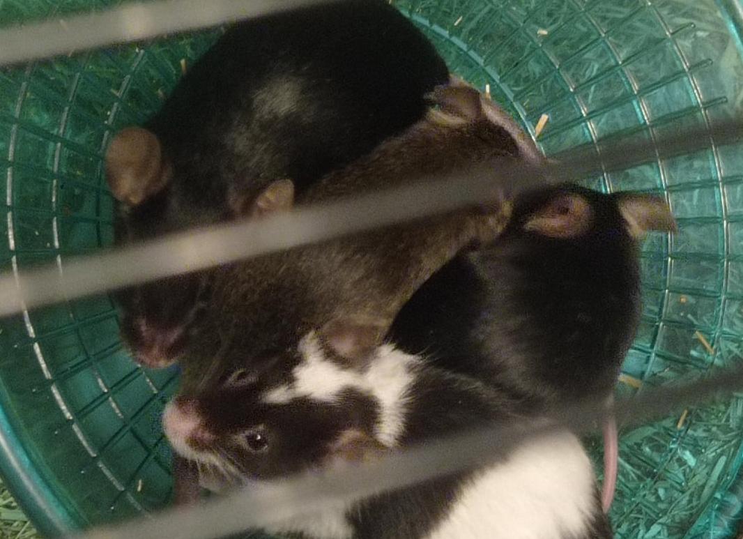 Архиватор Hamster: экономия времени